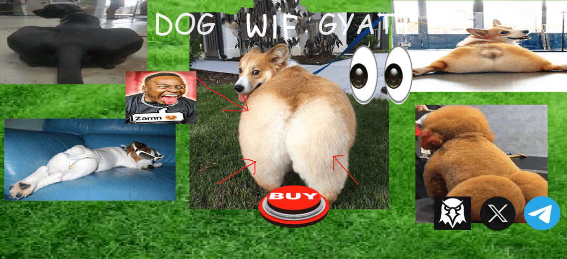 Dog 1